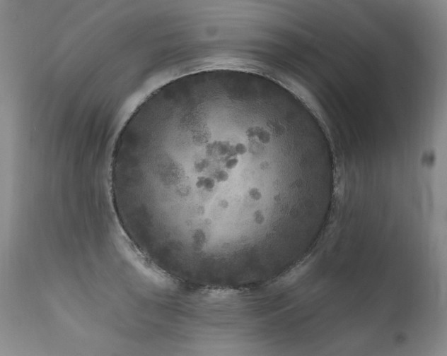 X0000111161043200906301356