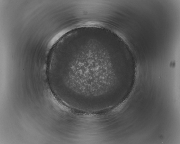 X0000111161066200906301355