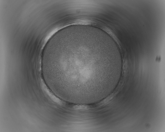 X0000111161083200906301355