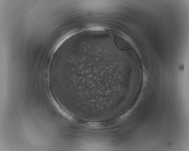 X0000111161194200906301353
