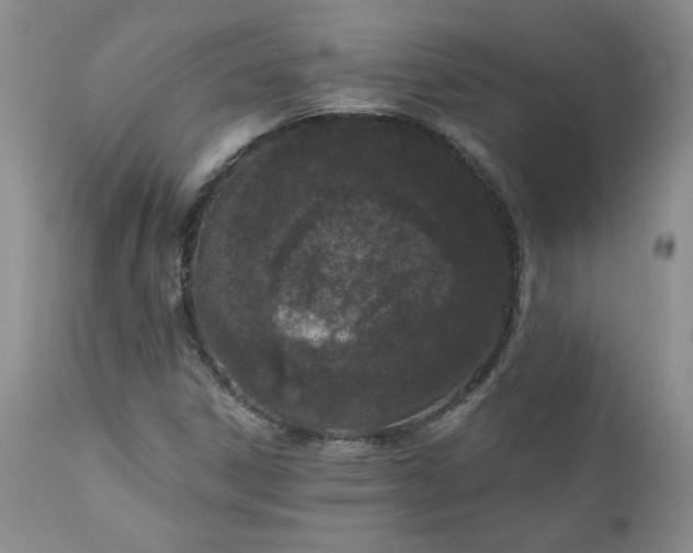 X0000111161306200906301351