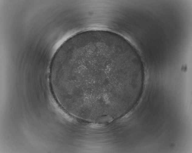 X0000111161325200906301351