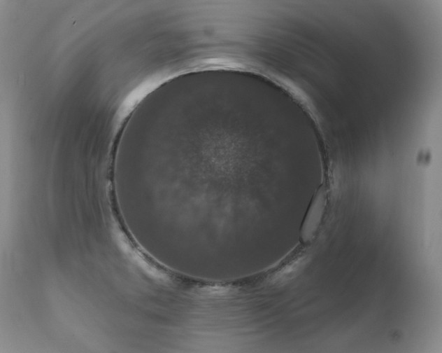 X0000111161373200906301351