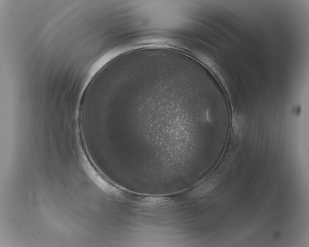 X0000111161482200906301349