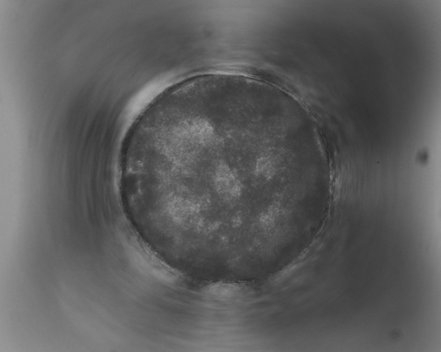 X0000111160294200907211233