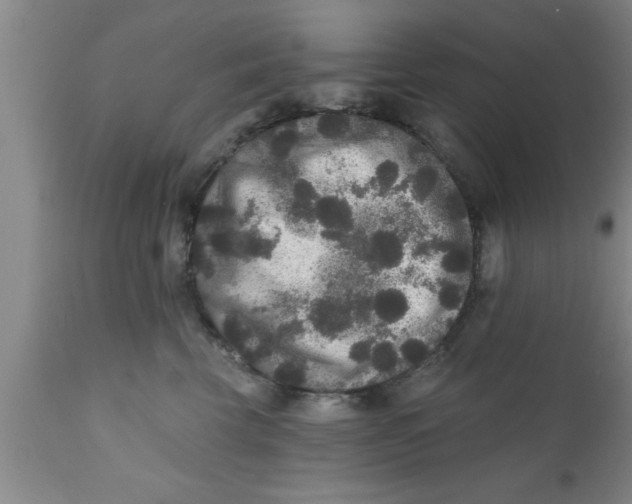 X0000111160569200907211229