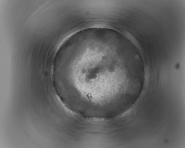 X0000111160831200907211225