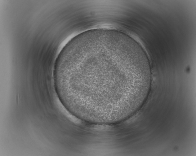 X0000111161091200907211221