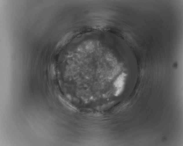 X0000111161106200907211220