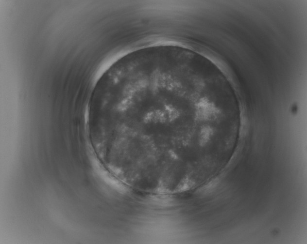 X0000111161198200907211219