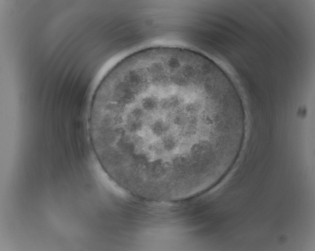 X0000111161248200907211219