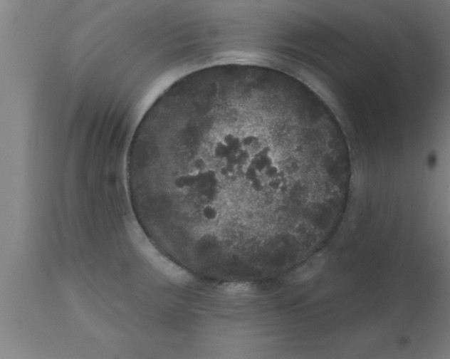 X0000111161283200907211218