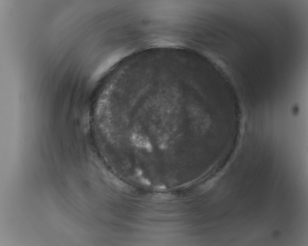 X0000111161306200907211217