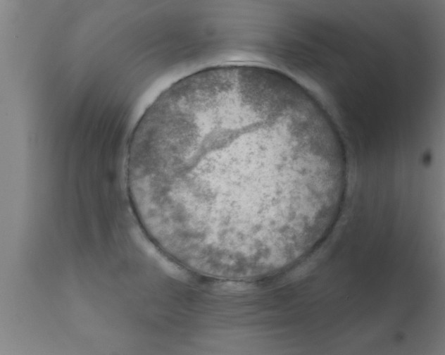 X0000111161374200907211217