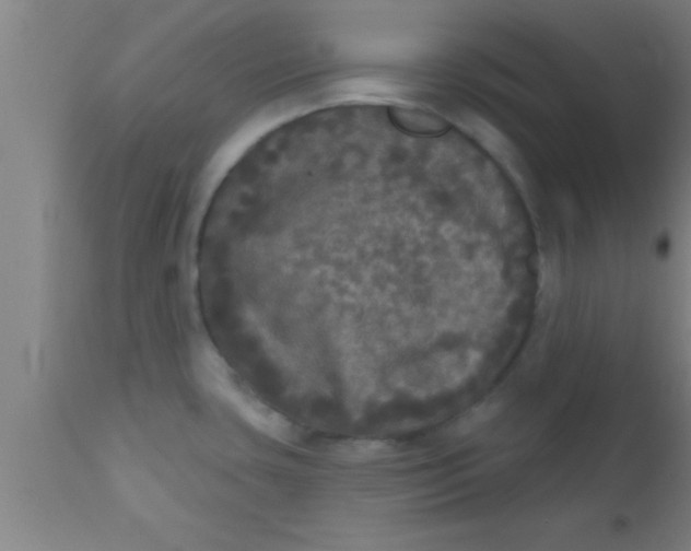 X0000111161435200907211216