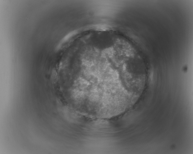 X0000111161446200907211216