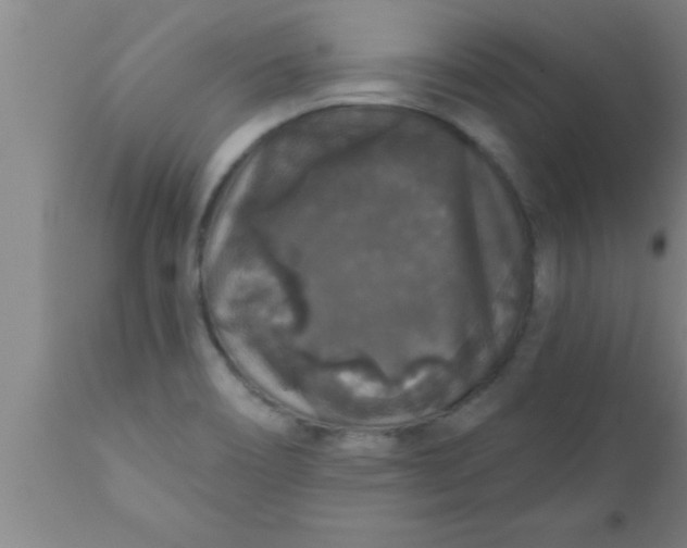 X0000111161466200907211215