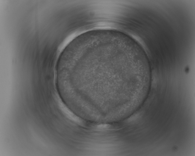 X0000111161467200907211215