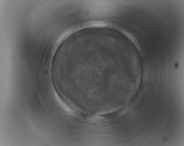 X0000111161475200907211215