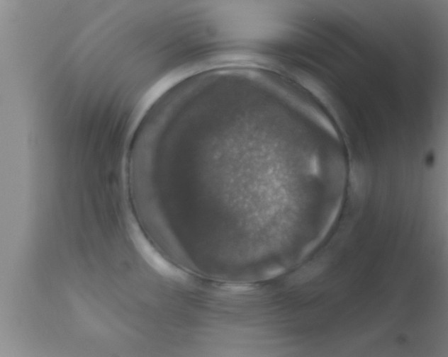 X0000111161482200907211215