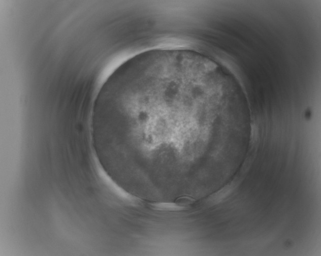 X0000111161487200907211215