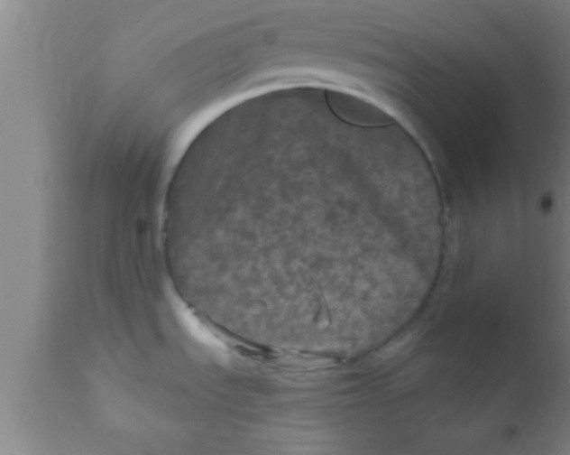 X0000111161535200907211215