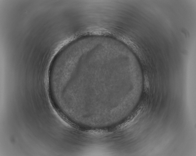 X0000111160630200907281154