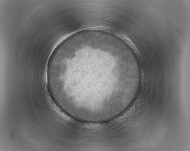 X0000111161036200907281149