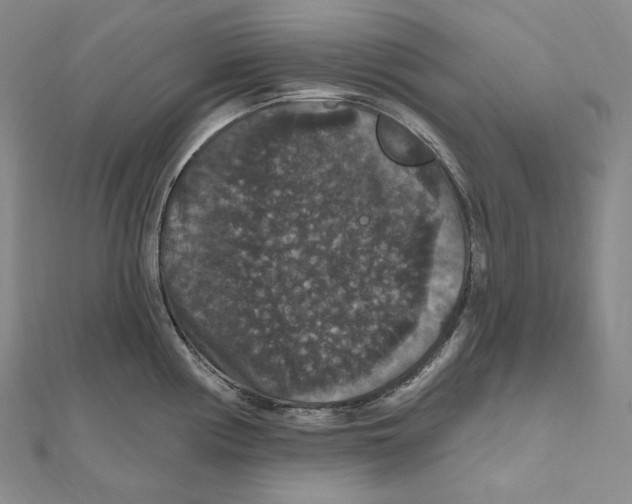 X0000111161194200907281146