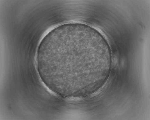 X0000111161294200907281145