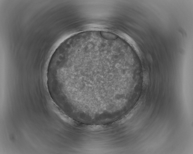 X0000111161435200907281144