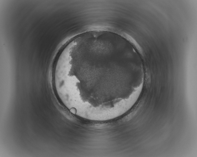 X0000111161035200908111150