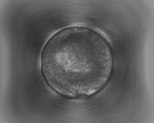 X0000111161276200908111146