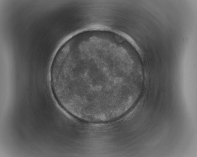 X0000111161335200908111146