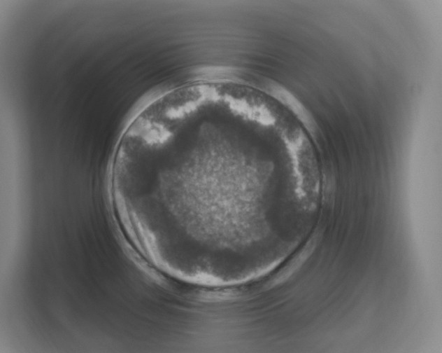 X0000111161386200908111145