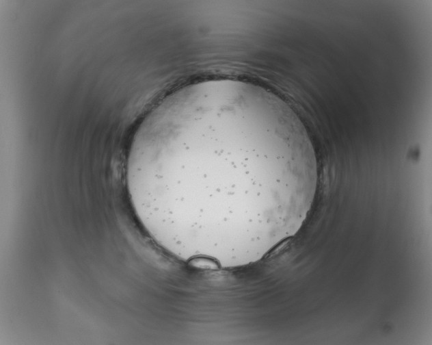X0000111170424200907011012