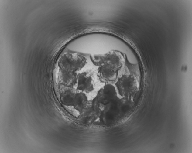 X0000111170529200907011010