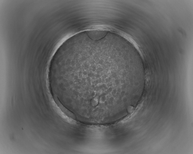 X0000111171091200907081209