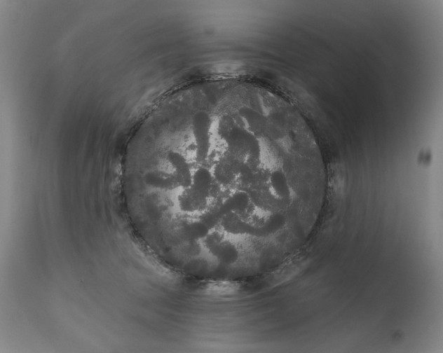 X0000111170369200907151305