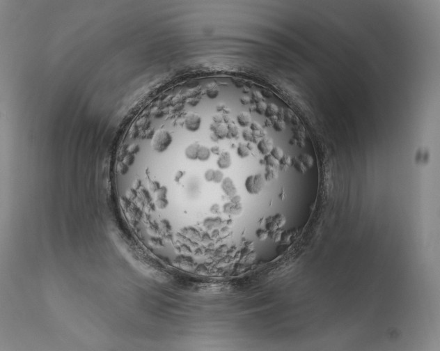 X0000111170398200907151304