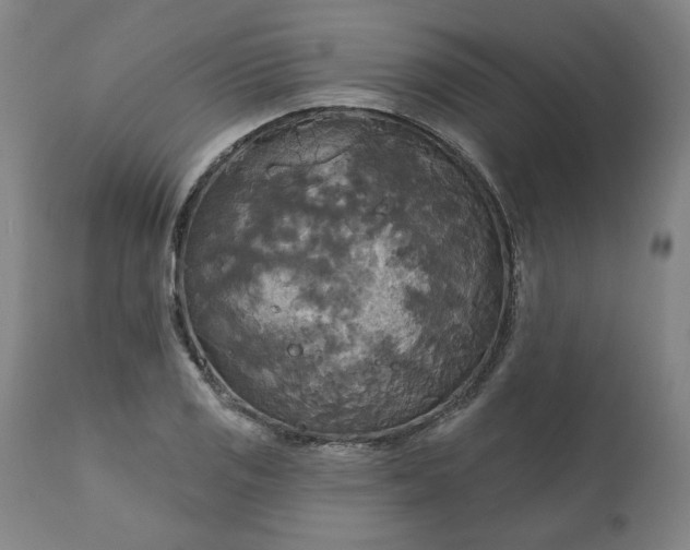 X0000111171125200907151252