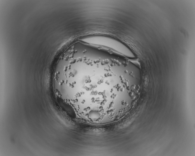 X0000111170304200907221033