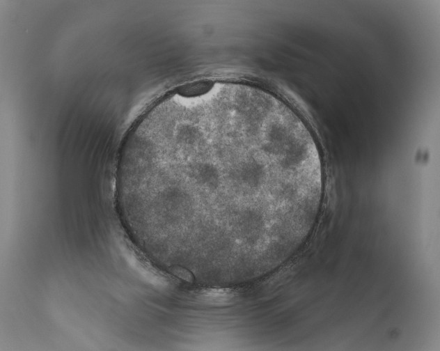 X0000111170059200908121056