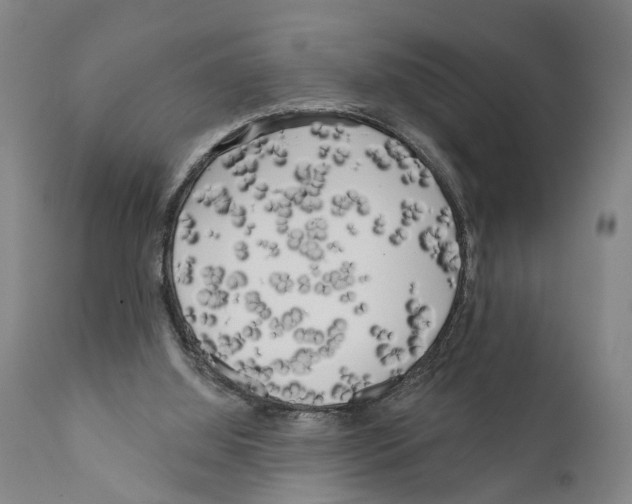 X0000111170060200908121056