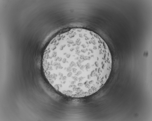 X0000111170064200908121056