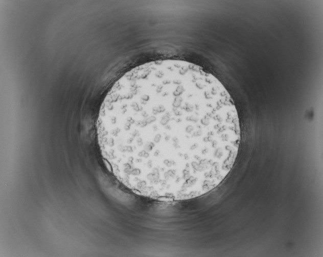 X0000111170136200908121056