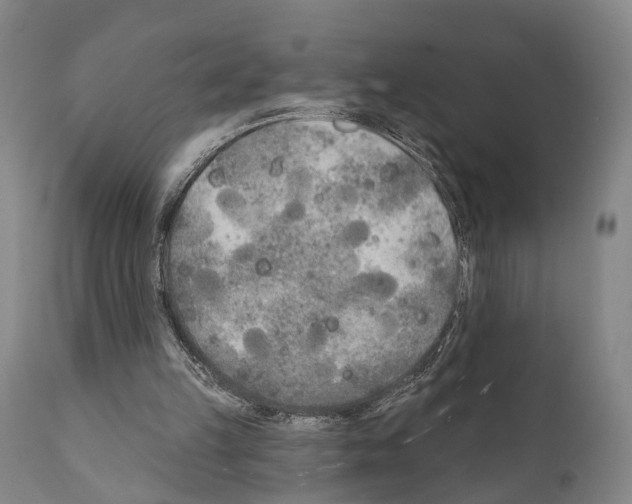 X0000111170149200908121055