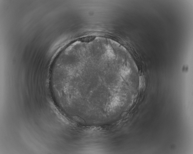 X0000111170243200908121053