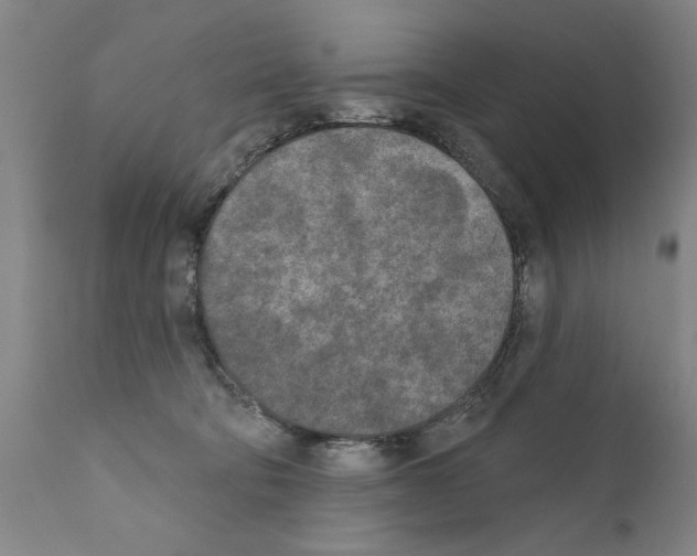 X0000111170322200908121053