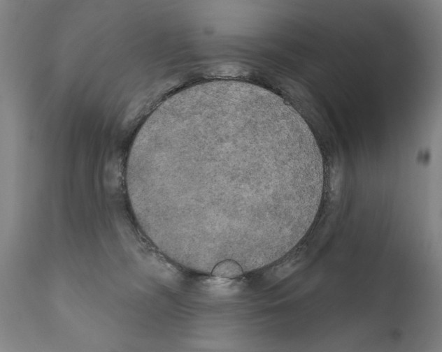 X0000111170326200908121053